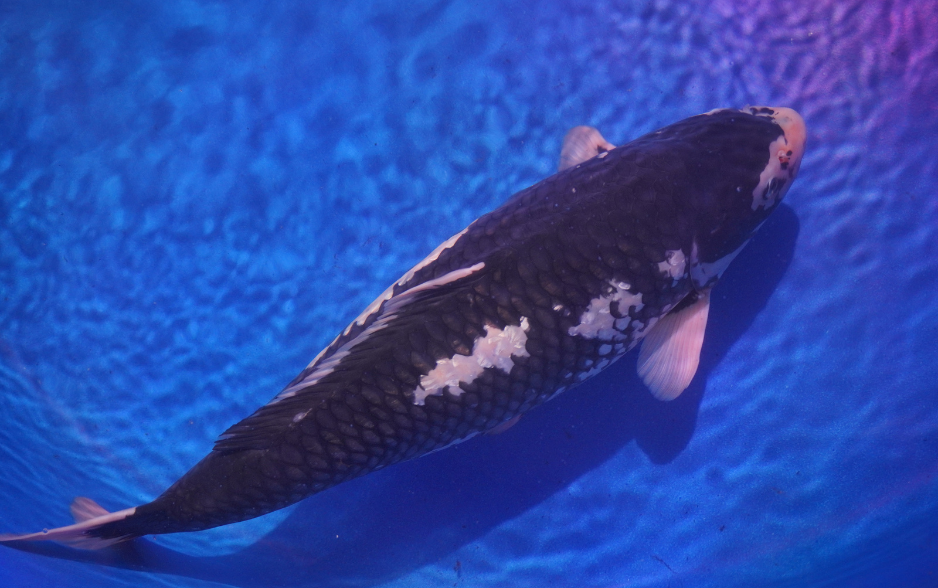 All Vietnam Koi Show có sự góp mặt của nhiều chú cá Koi đắt giá và đẹp đẽ